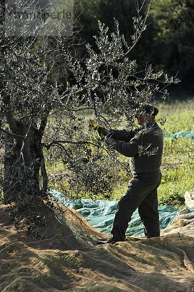 Bauer bei der Olivenernte  Toskana  Italien  Europa