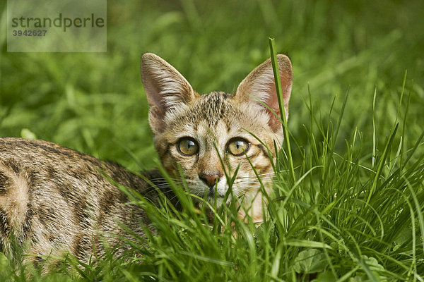 Savannah Cat im Gras liegend