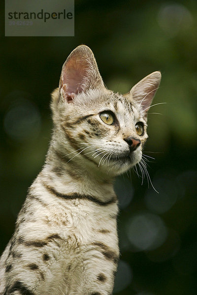 Junge Savannah Cat im Portrait