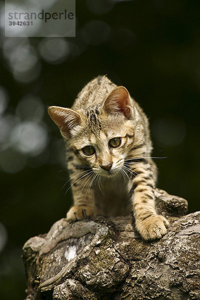 Junge Savannah Cat auf Baumstamm kletternd