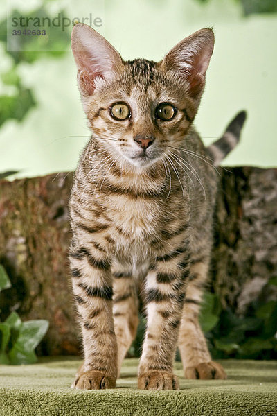 Junge Savannah Cat vor Baumstamm stehend