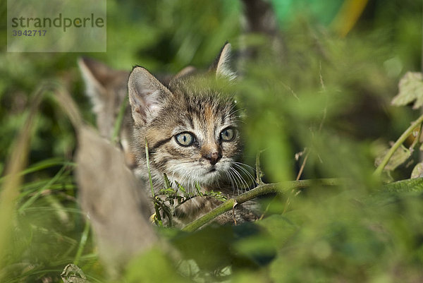 Hauskatze  Kätzchen im Gebüsch versteckt