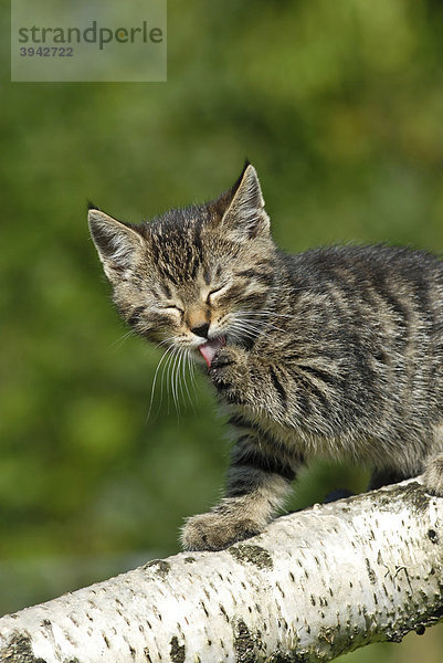 Hauskatze  Kätzchen auf Birkenast kletternd