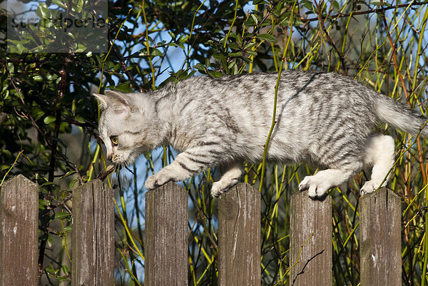 Hauskatze  14 Wochen  auf Zaun balancierend