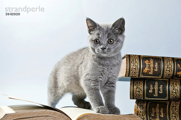 Britisch Kurzhaar Kätzchen auf offenem Buch sitzend