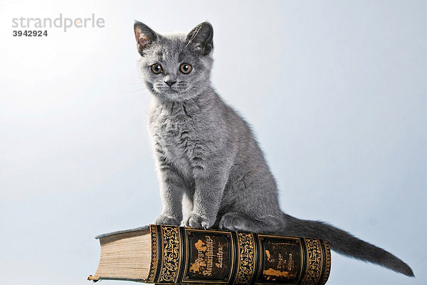 Britisch Kurzhaar Kätzchen auf Buch sitzend