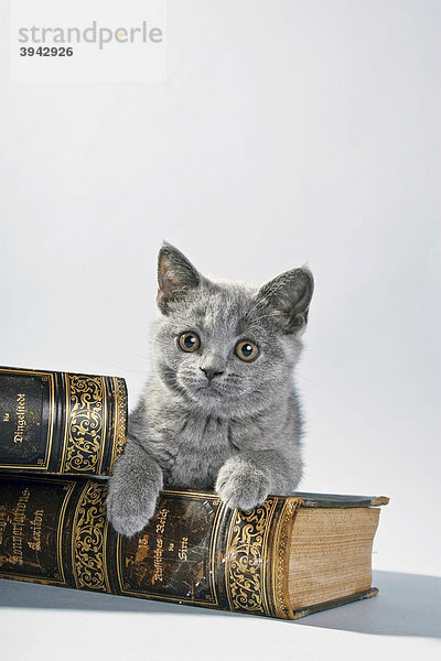 Britisch Kurzhaar Kätzchen auf Buch liegend