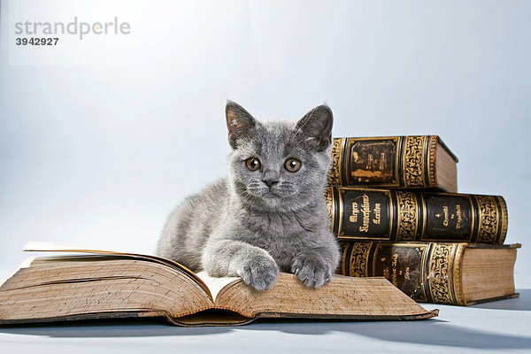 Britisch Kurzhaar Kätzchen auf Buch liegend