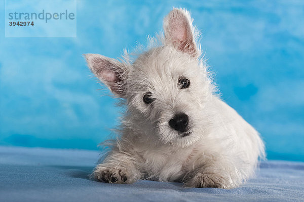 West Highland White Terrier Welpe  4 Monate  liegend