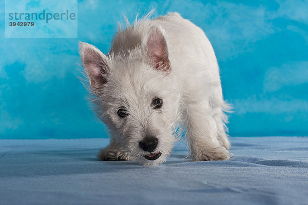 West Highland White Terrier Welpe  4 Monate  stehend