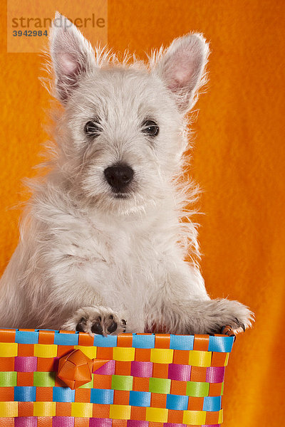 West Highland White Terrier Welpe  4 Monate  aus buntem Flechtkorb schauend