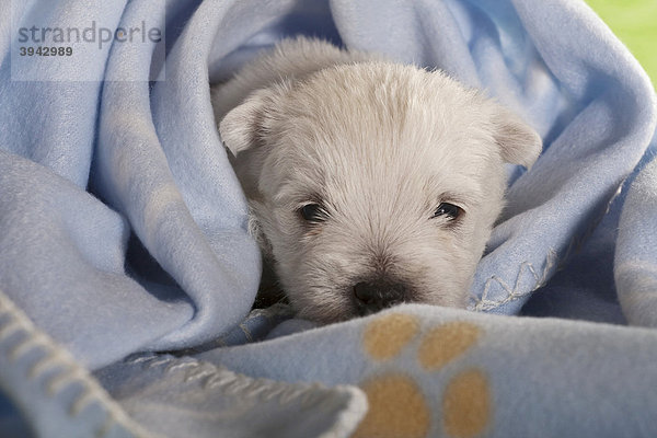 West Highland White Terrier Welpe  3 Wochen  in blaue Decke gewickelt