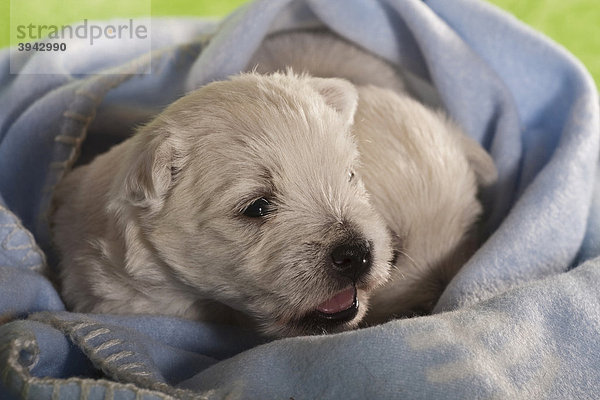 West Highland White Terrier Welpe  3 Wochen  in blaue Decke gewickelt