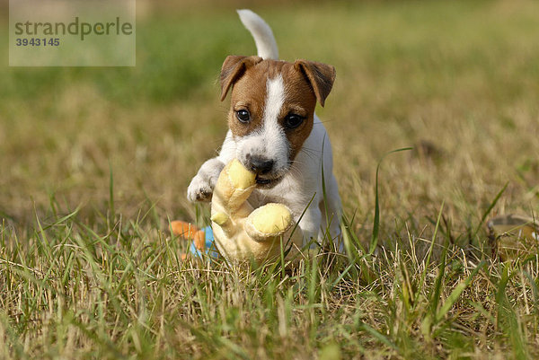 Parson Russell Terrier Welpe apportiert Plüschente