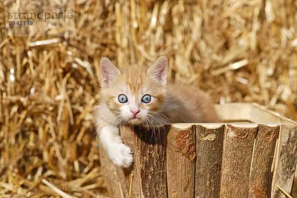 Hauskatze Kätzchen aus Holzkorb schauend