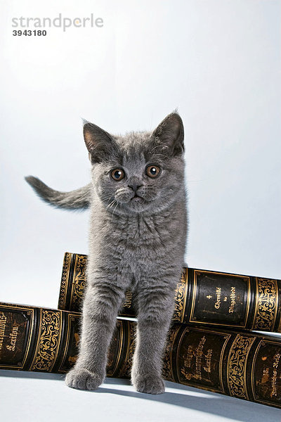 Britisch Kurzhaar Kätzchen auf Büchern