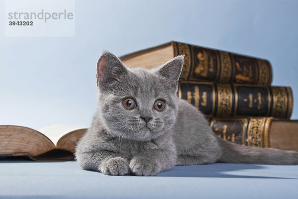 Britisch Kurzhaar Kätzchen vor Büchern liegend