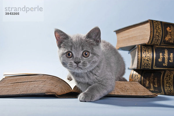 Britisch Kurzhaar Kätzchen vor Büchern liegend
