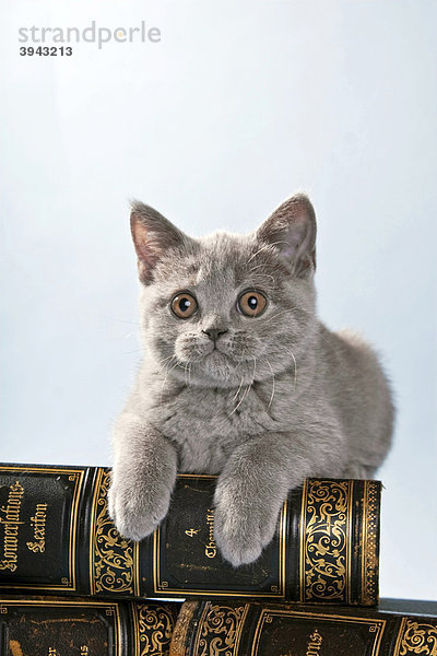 Britisch Kurzhaar Kätzchen auf Büchern