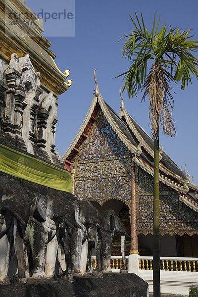 Elefantenstatuen und Palme vor dem Tempel Wat Chiang Man  Chiang Mai  Nordthailand  Thailand  Asien