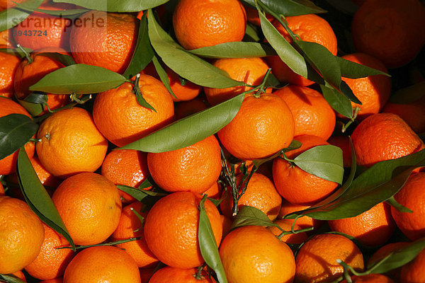 Orangen  Apfelsinen  auf dem Gemüsemarkt von Ventimiglia  Provinz Imperia  Region Ligurien  Riviera dei Fiori  Mittelmeer  Italien  Europa