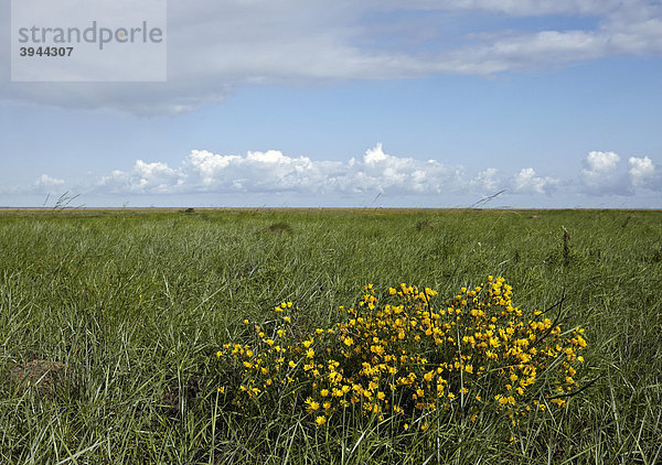 Salzwiese  Insel Mellum  Nationalpark Niedersächsisches Wattenmeer  Unesco Weltnaturerbe  Niedersachsen  Deutschland  Europa