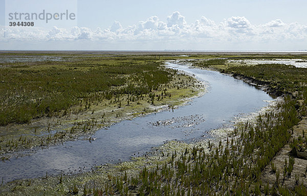 Priel in Salzwiese mit Queller (Salicornia spec.)  Insel Mellum  Nationalpark Niedersächsisches Wattenmeer  UNESCO Weltnaturerbe  Niedersachsen  Deutschland  Europa