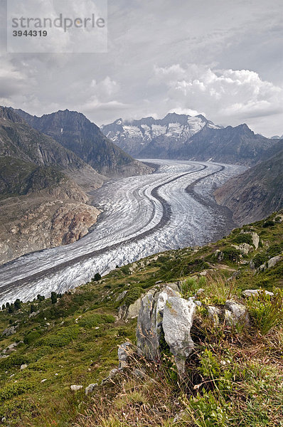 Aletschgletscher  dahinter Großes Wannenhorn und Kleines Wannenhorn  Berner Hochalpen  Wallis  Schweiz  Europa