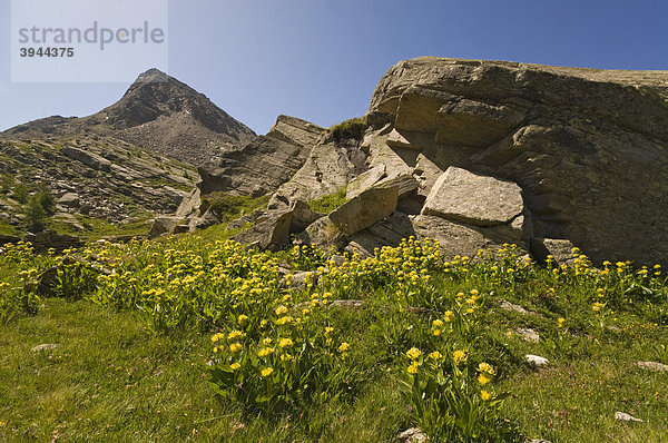 Getüpfelter Enzian (Gentiana punctata)  Nationalpark Gran Paradiso  Valle d'Aosta  Italien  Europa