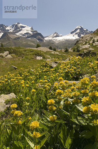 Getüpfelter Enzian (Gentiana punctata)  Nationalpark Gran Paradiso  Valle d'Aosta  Italien  Europa