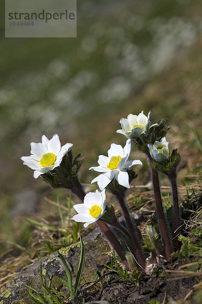 Weiße Alpen-Anemone (Pulsatilla alpina ssp. alpina)  Nationalpark Gran Paradiso  Valle d'Aosta  Italien  Europa