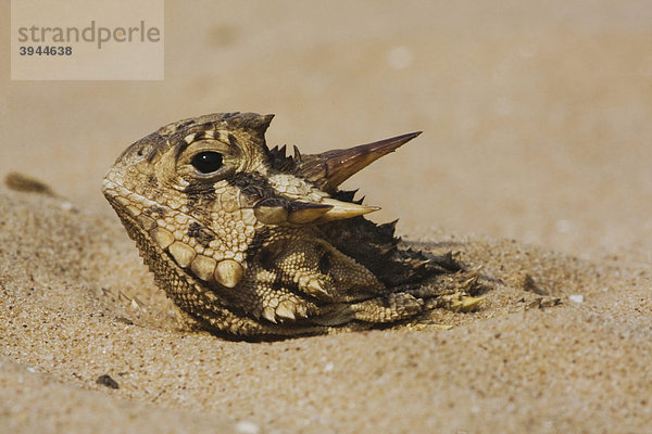 Texas Horned Lizard Krötenechse (Phrynosoma cornutum)  Alttier versteckt im Sand  Rio Grande Tal  Texas  USA