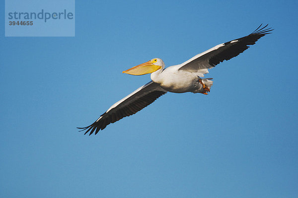 Fliegender Nashornpelikan (Pelecanus erythrorhynchos)  Sinton  Corpus Christi  Coastal Bend  Texas  USA