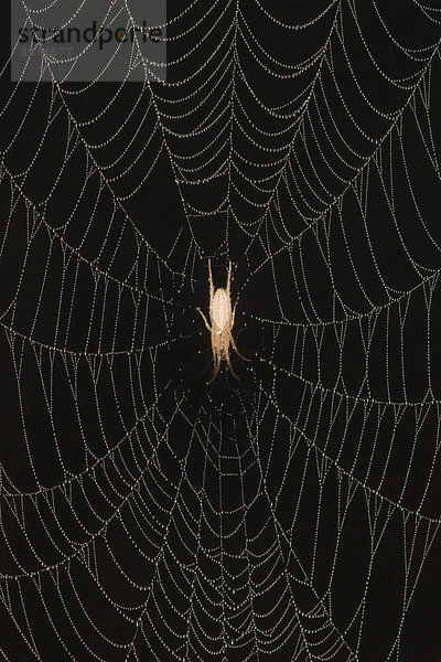 Zartspinnen-Art (Anyphaenidae)  in einem mit Tau benetzten Spinnennetz  Sinton  Corpus Christi  Coastal Bend  Texas  USA
