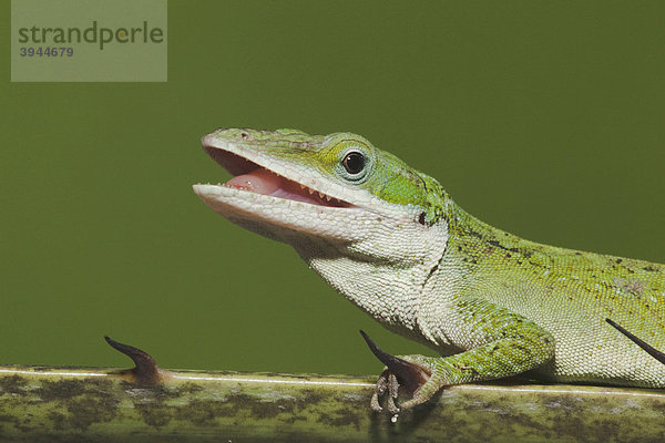 Rotkehlanolis (Anolis carolinensis)  Portrait  Sinton  Corpus Christi  Texas  USA