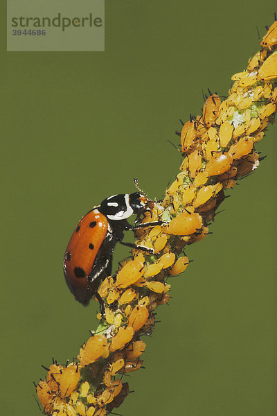 Siebenpunkt-Marienkäfer (Coccinella septempunctata)  Alttier frisst Blattläuse (Aphidoidea)  Sinton  Corpus Christi  Texas  USA