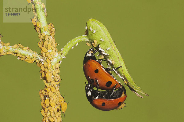 Siebenpunkt-Marienkäfer (Coccinella septempunctata)  Paar kopuliert und frisst Blattläuse (Aphidoidea)  Sinton  Corpus Christi  Texas  USA