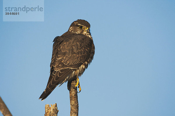 Merlin (Falco columbarius)  sitzender Altvogel  Sinton  Corpus Christi  Texas  USA
