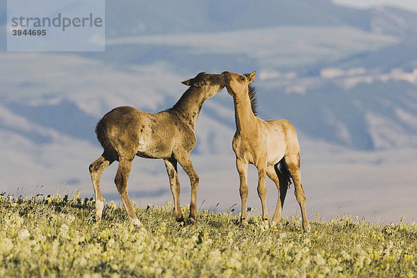 Mustangs (Equus caballus)  spielende Fohlen  Pryor Mountain Wild Horse Range  Montana  USA