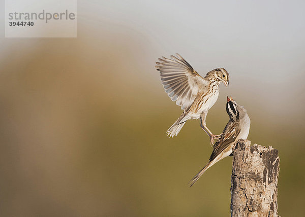 Dachsammer (Zonotrichia leucophrys)  Altvogel kämpft mit Savannah Sparrow Ammer (Passerculus sandwichensis)  Sinton  Corpus Christi  Texas  USA