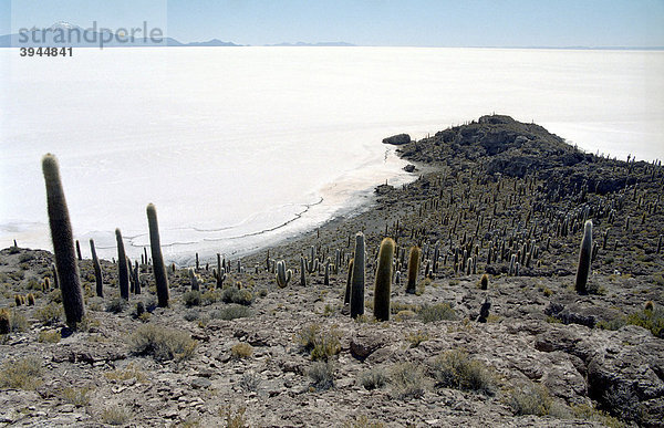 Kakteen auf der Isla Pescada  Salar de Uyuni  Bolivien  Südamerika