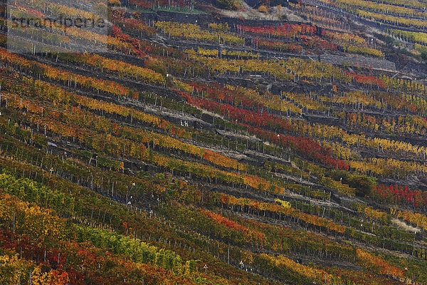 Herbstliche Weinberge an der Ahr  Rheinland-Pfalz  Deutschland  Europa