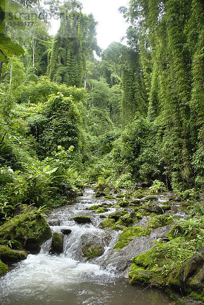 Unberührte Natur  Bach eingewachsen im Urwald  Dschungel  bei Ban Naten  Nam Lan Conservation Area  Distrikt Boun Tai  Provinz Phongsali  Laos  Südostasien  Asien