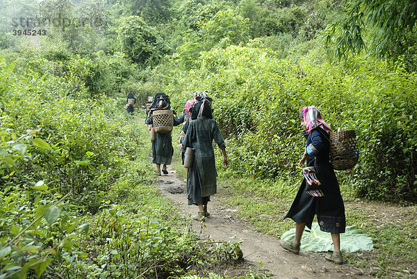 Armut  Ethnologie  junge Frauen der Akha Nuqui Ethnie gehen zusammen durch Dschungel auf Pfad  Tracht  traditionelle Kleidung  Farbe Indigo  Kopfbedeckung  Korb auf dem Rücken  bei Dorf Ban Phou Yot  Provinz und Distrikt Phongsali  Laos  Südostasien  Asien