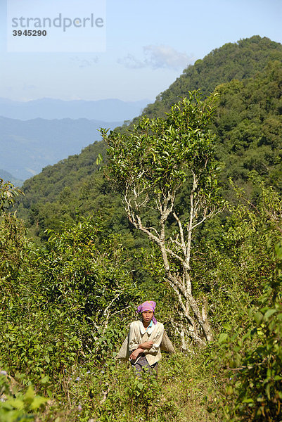 Teepflückerin in den Bergen  Frau der Phunoy Ethnie  alte Tee-Baum-Plantage  Ban Komaen  Distrikt und Provinz Phongsali  Laos  Südostasien  Asien