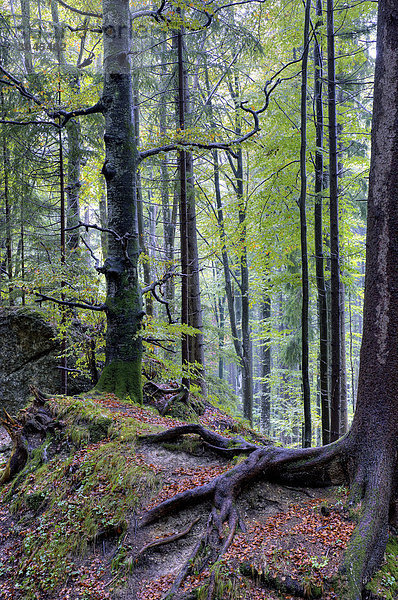 Buchen (Fagus)  Buchenwald bei Regen  Ronsberg  Allgäu  Bayern  Deutschland  Europa