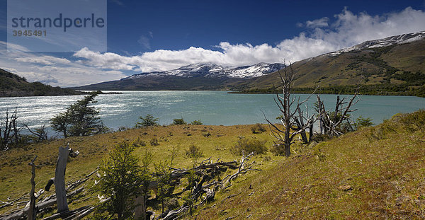Abgestorbene Bäume  Laguna Verde  Patagonien  Chile  Südamerika