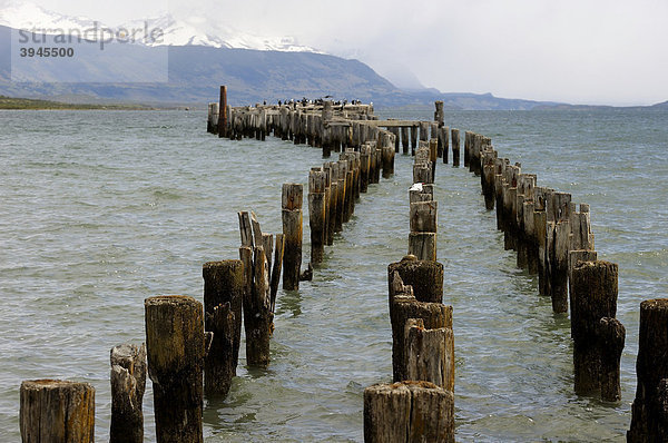 Holzpfähle im See  Patagonien  Chile  Südamerika