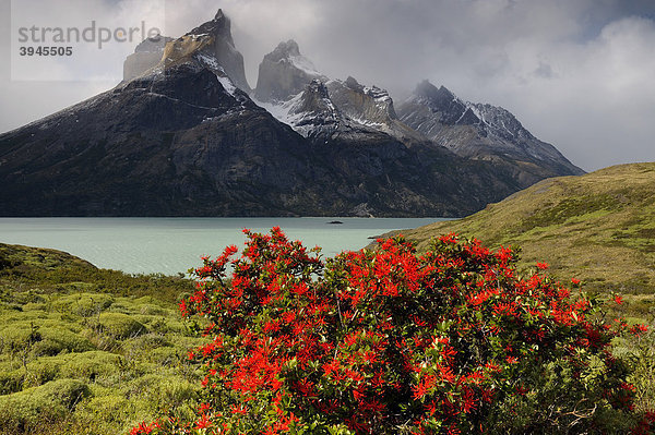 Feuerbusch (Notro) mit Torres del Paine  Patagonien  Chile  Südamerika