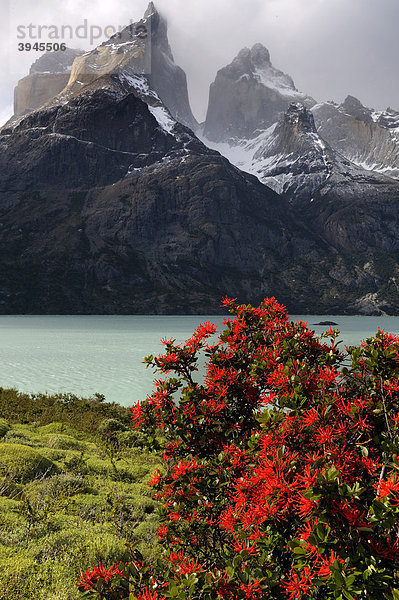 Feuerbusch (Notro) mit Torres del Paine  Patagonien  Chile  Südamerika